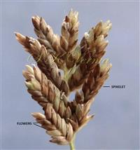  Spike bearing spikelets